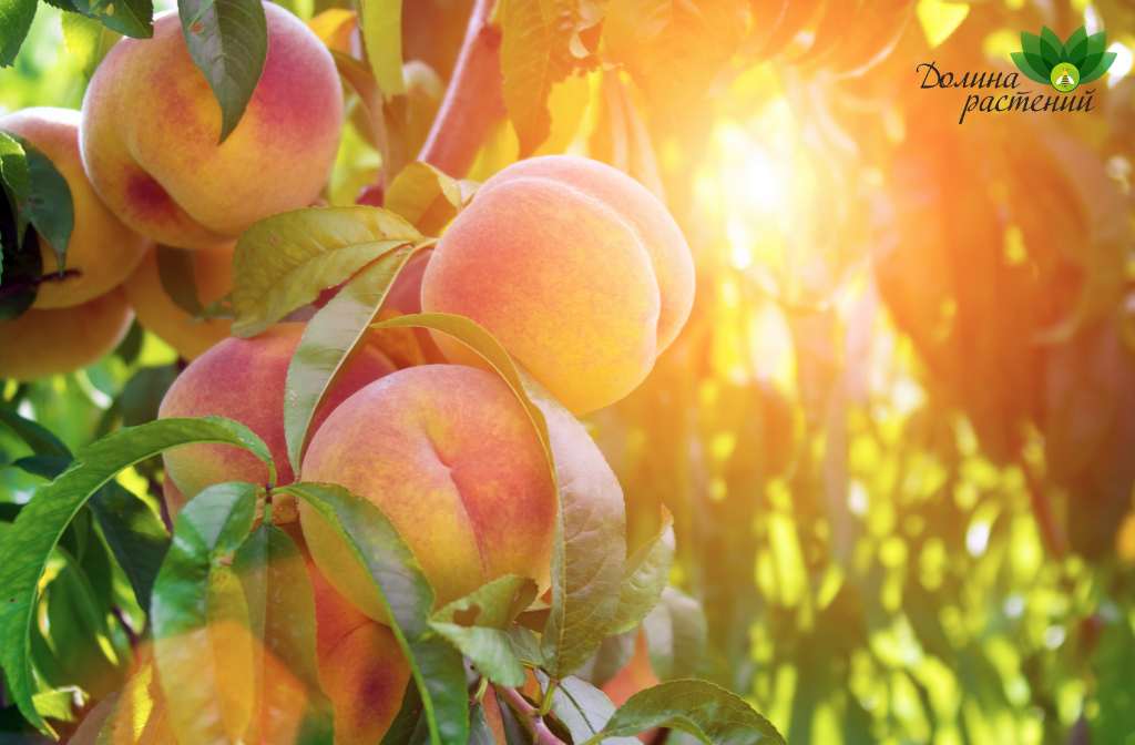 Как заставить персик цвести и плодоносить
