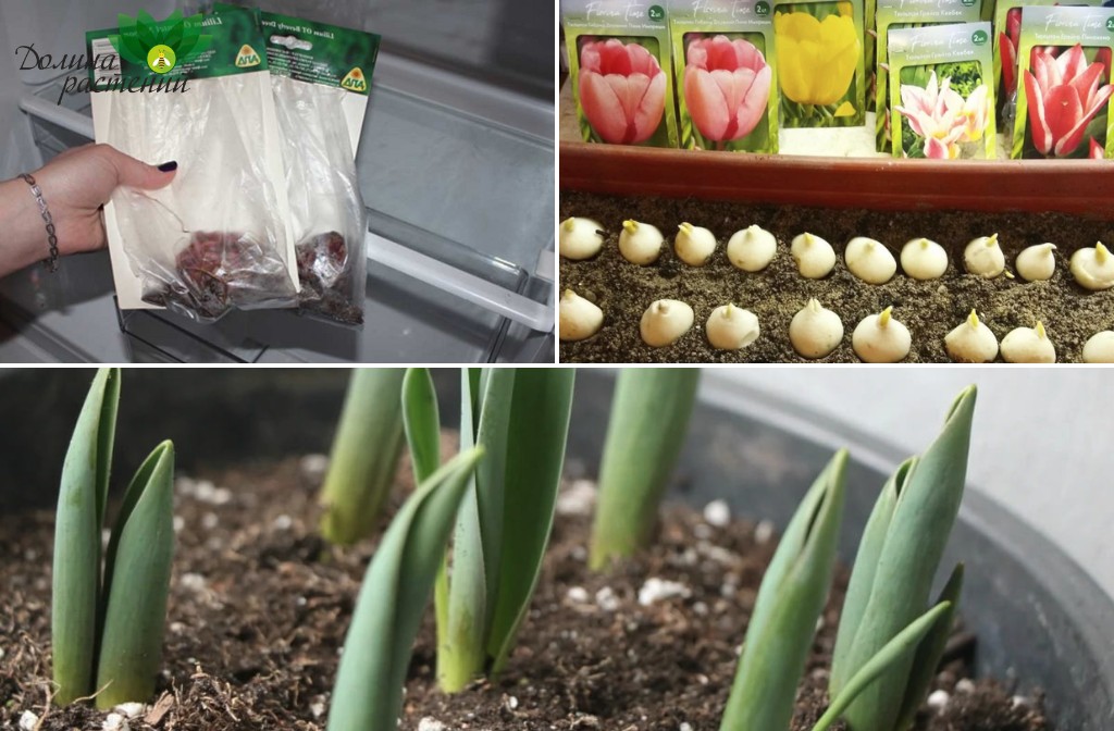 Зимняя выгонка тюльпанов к праздникам: сажаем луковицы правильно!