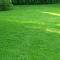Газонная трава Спорт DLF-Trifoum фото