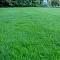 Газонная трава Парк  DLF-Trifoum фото