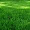 Газонная трава Смесь для солнечного участка SUNSHINE, 1 кг - Dolinasad.by