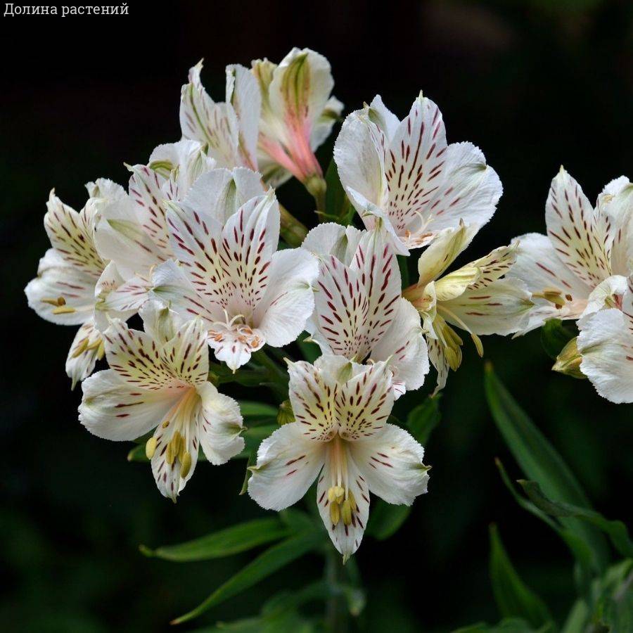 Альстромерия Венус - Dolinasad.by