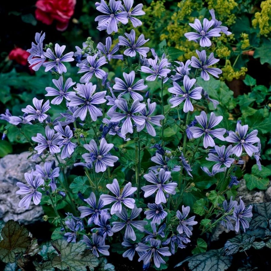 Шток-роза лесная Примли Блю - Dolinasad.by