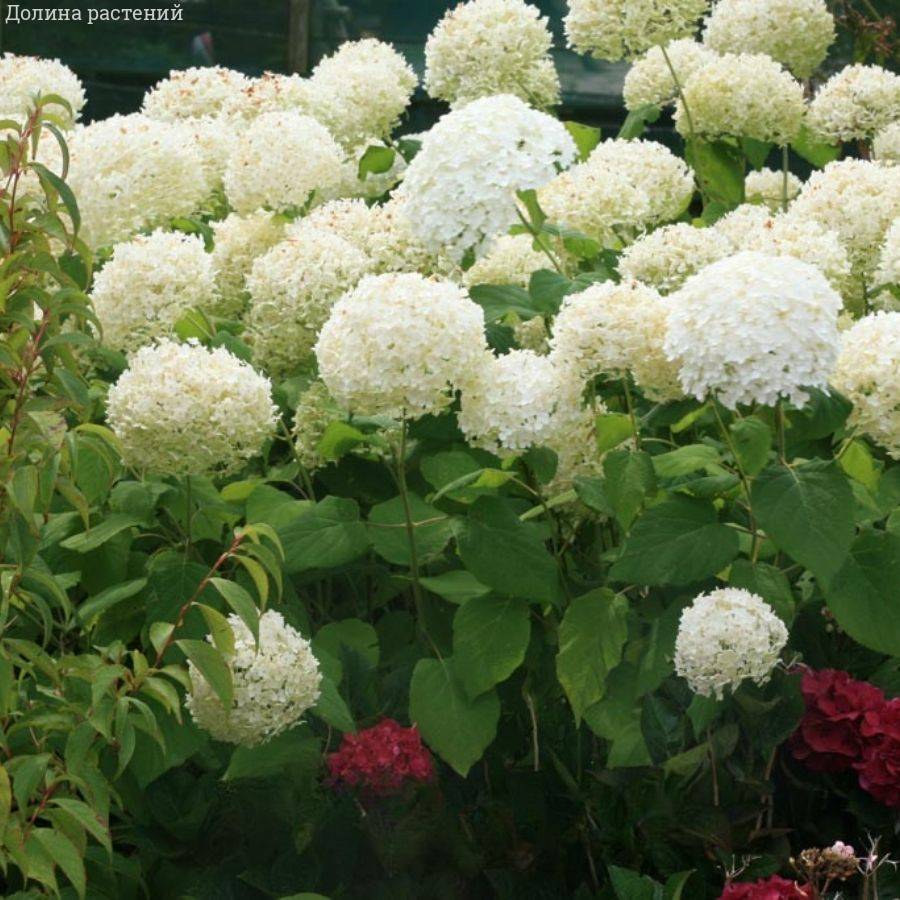 Гортензия древовидная Баунти - Dolinasad.by
