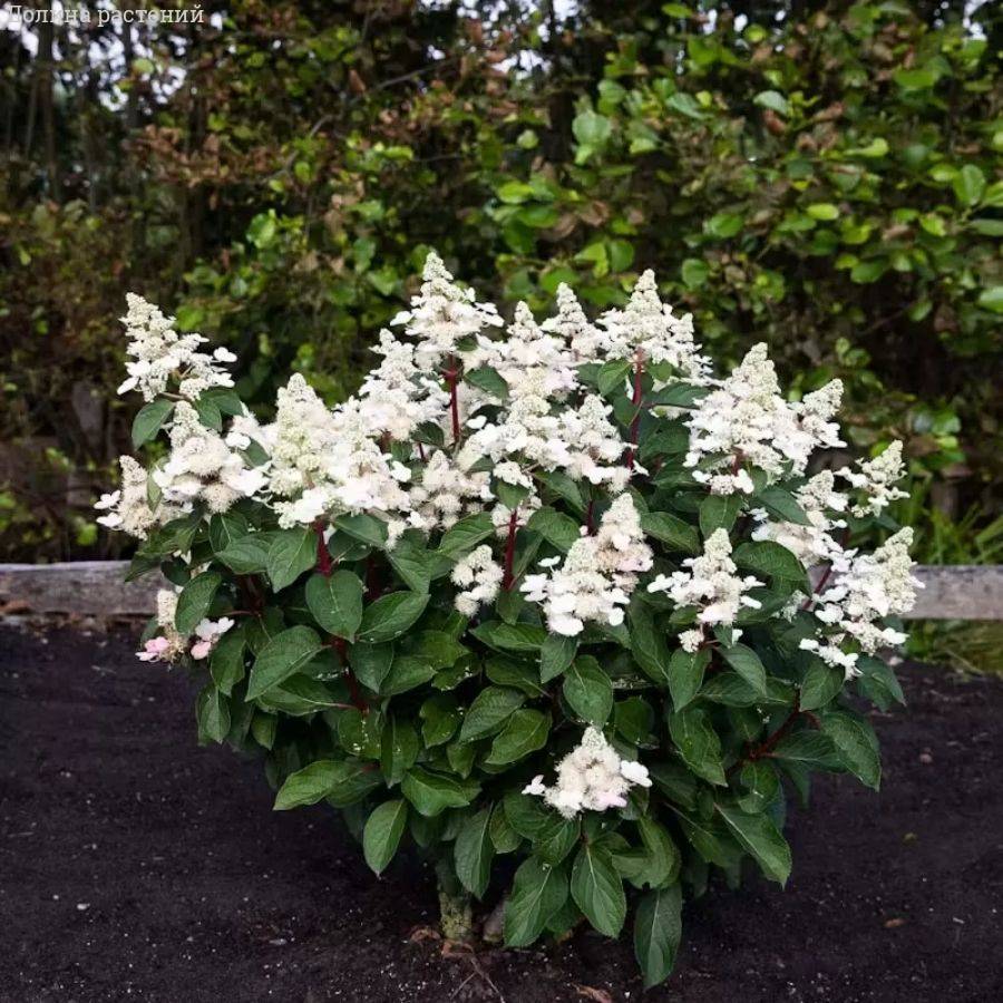Гортензия метельчатая Инфинити, С3 - Dolinasad.by