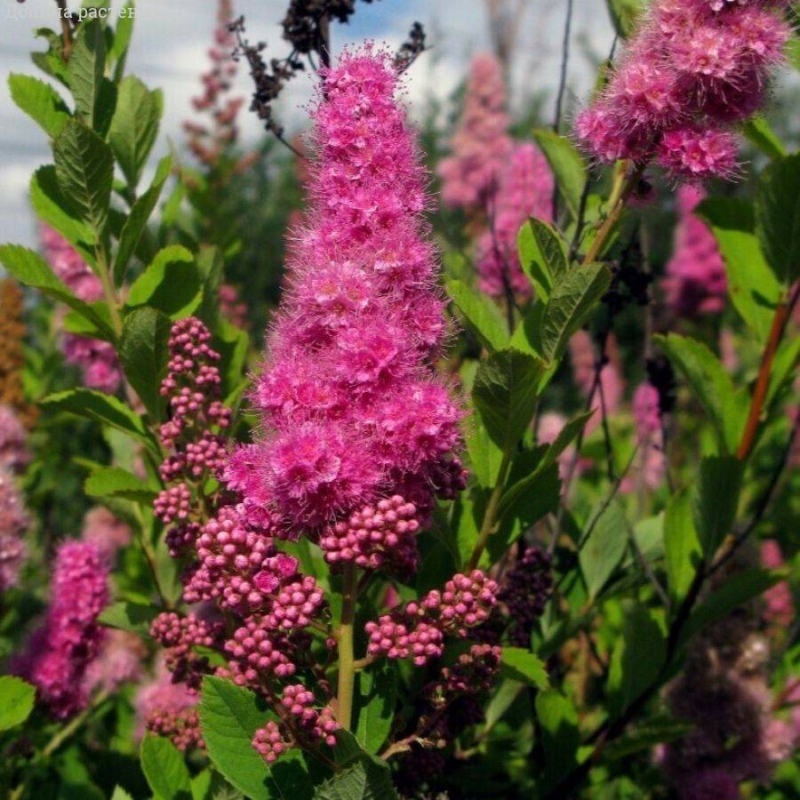 Спирея Дуглас, С2 - Dolinasad.by