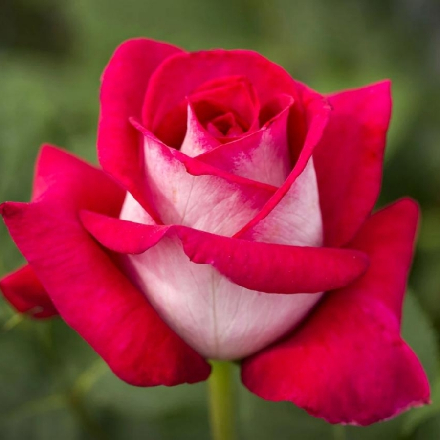 Роза Амазонка в горшке - Dolinasad.by