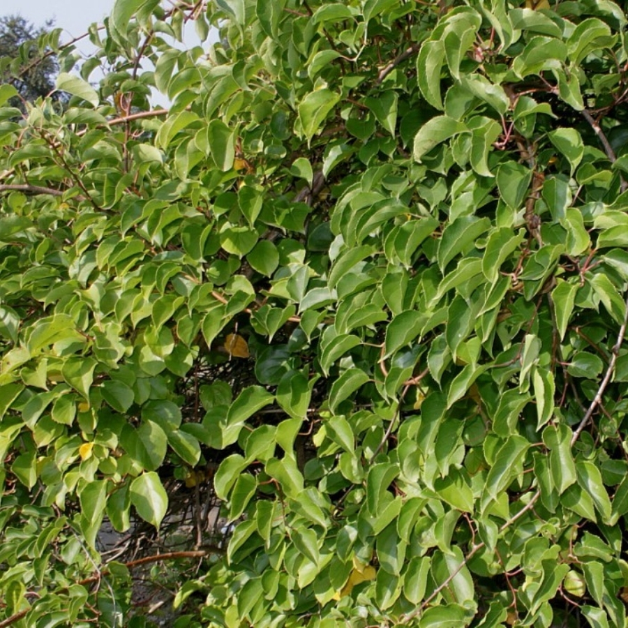 Актинидия аргута Чан Бай Джайент - Dolinasad.by