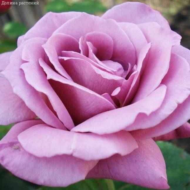 Роза Россион в горшке - Dolinasad.by