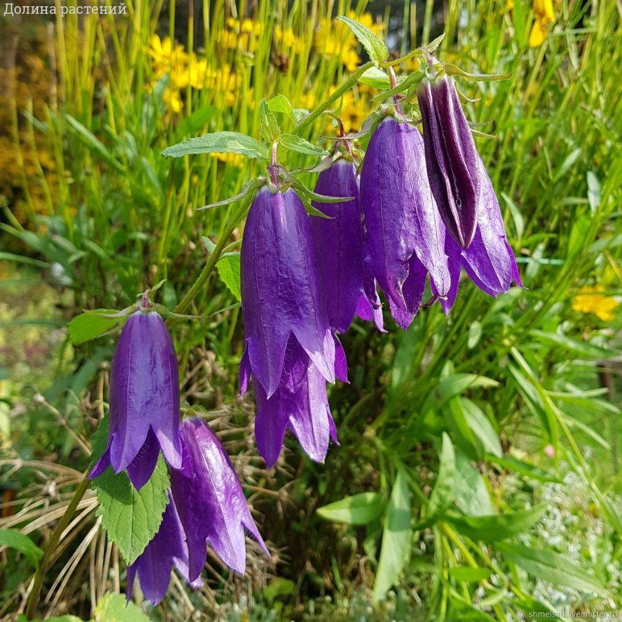 Колокольчик Сарастро - Dolinasad.by