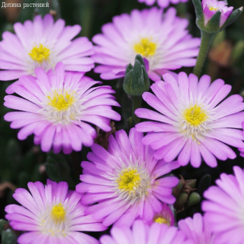 Делосперма Джевел оф Десерт Роузкварц, фото
