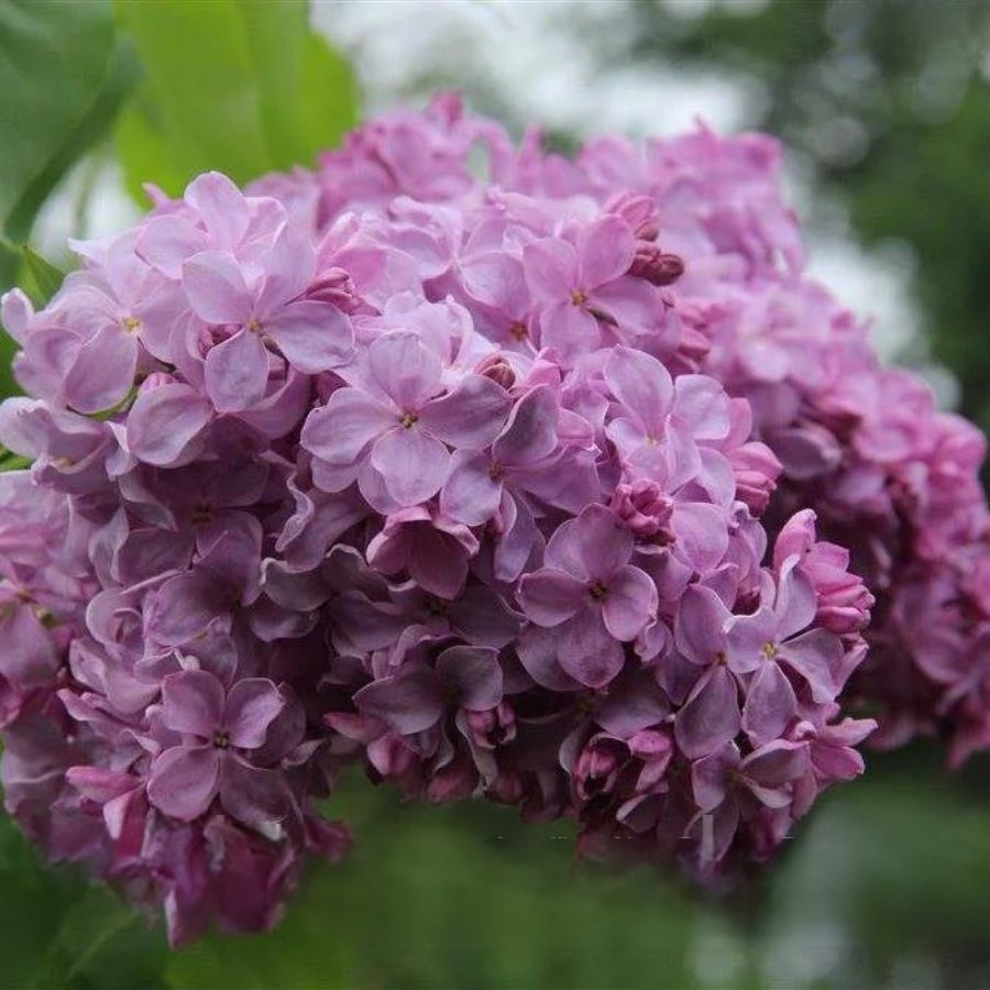 Сирень обыкновенная Маршал Фош, С2 - Dolinasad.by