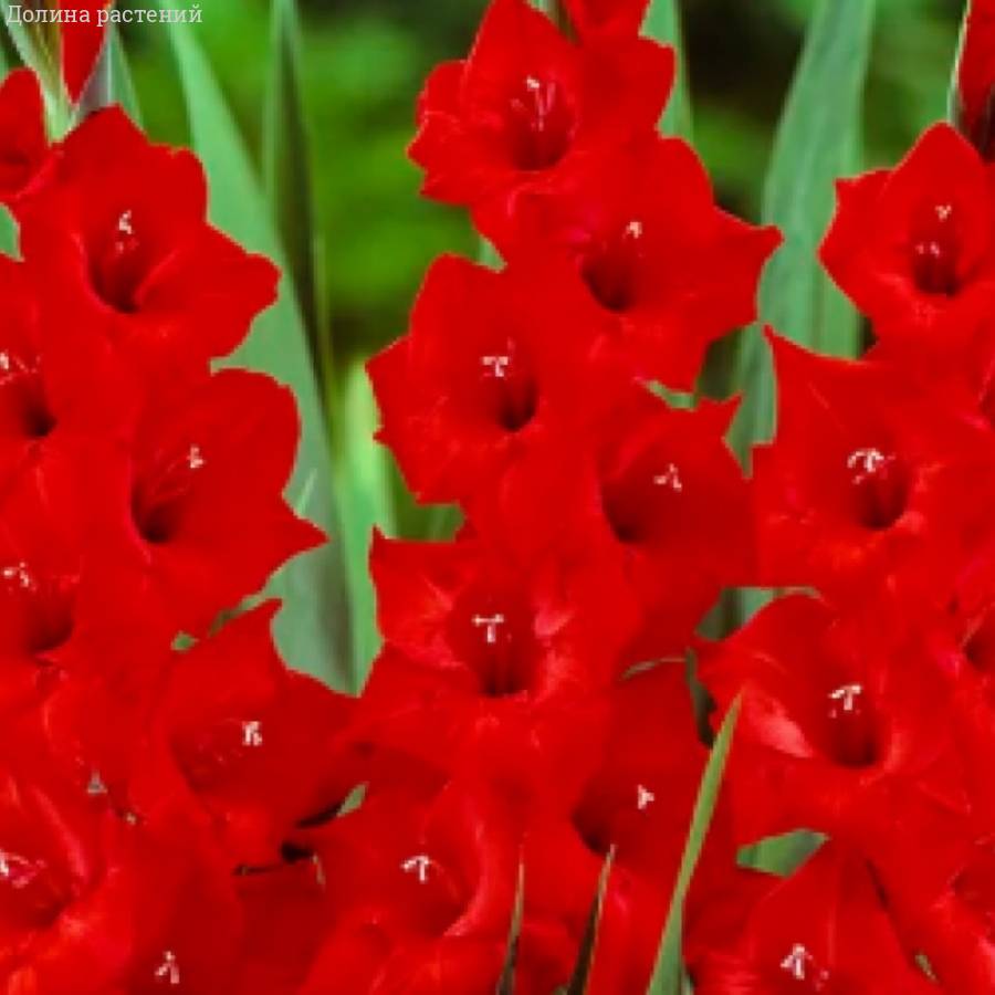 Гладиолус Танго Пассион - Dolinasad.by