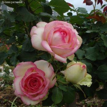 Роза Малибу в горшке - Dolinasad.by