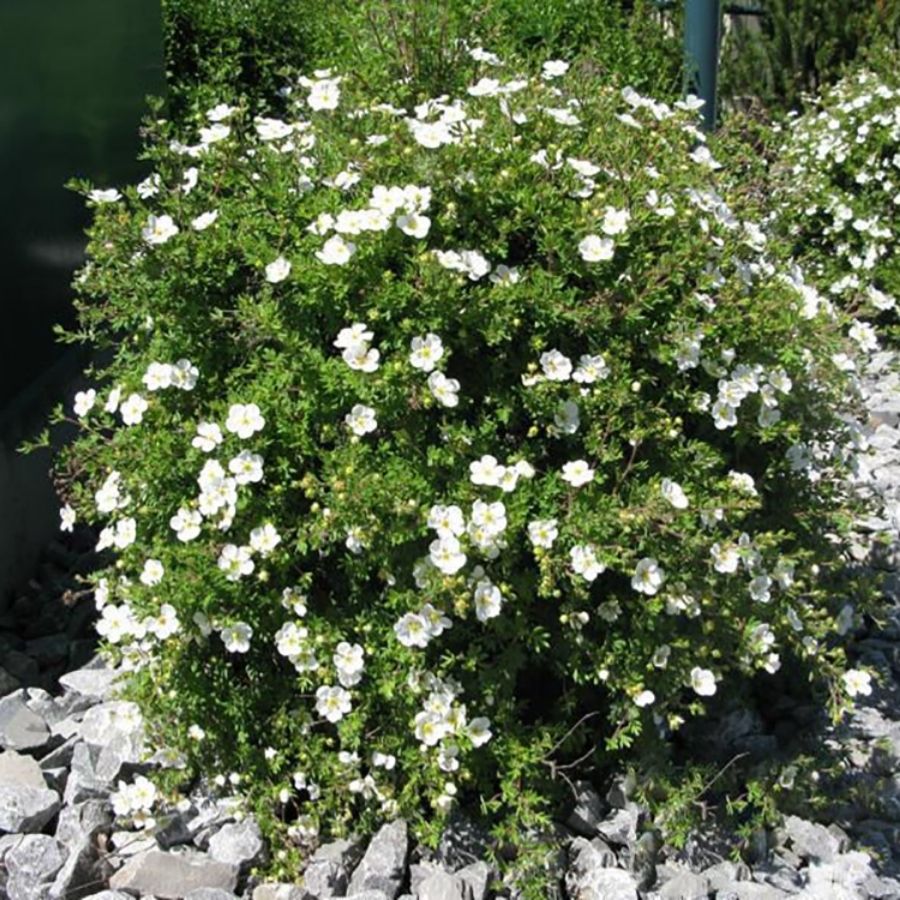 Лапчатка кустарниковая Сноуфлейк, С3 - Dolinasad.by