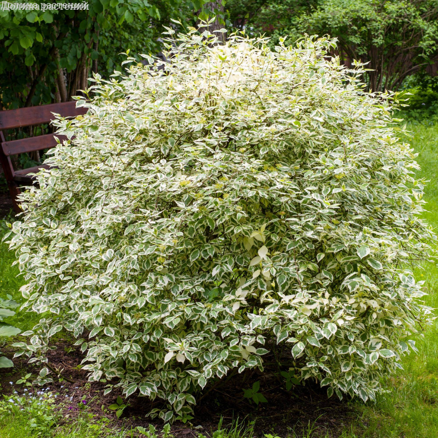 Дерен белый Элегантиссима, С2 - Dolinasad.by