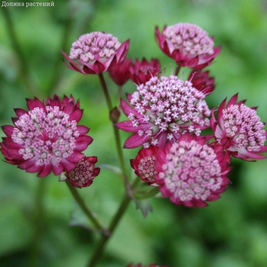 Астранция крупная Ларс - Dolinasad.by