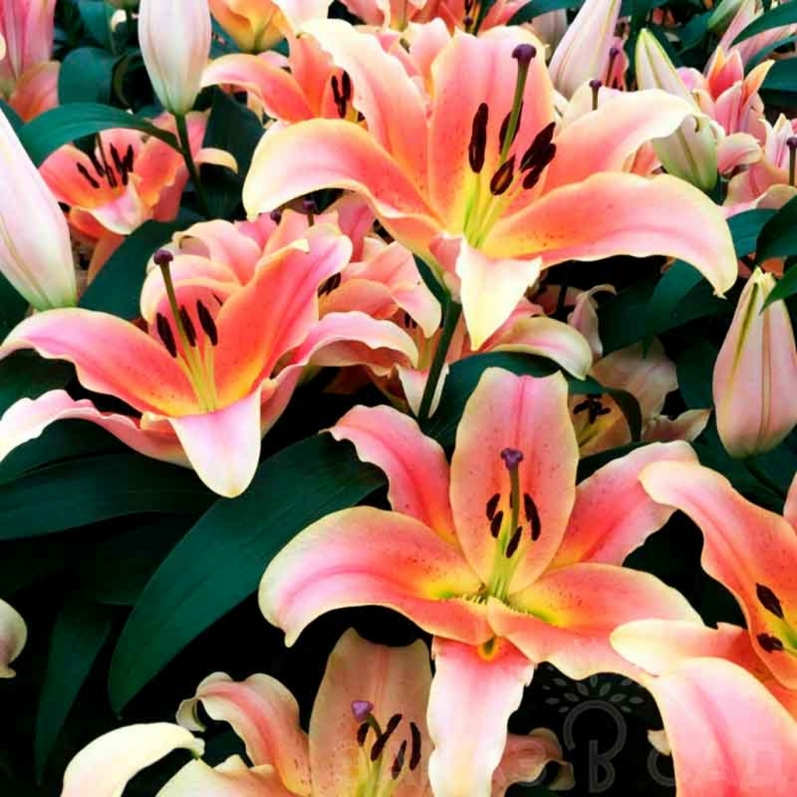 Лилия Зельмира Лилия Зельмира - Dolinasad.by