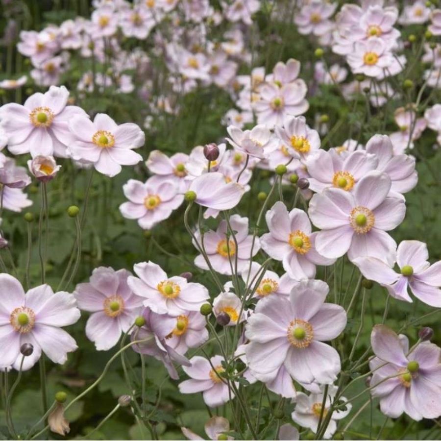 Анемона гибридная Макс Вогель - Dolinasad.by