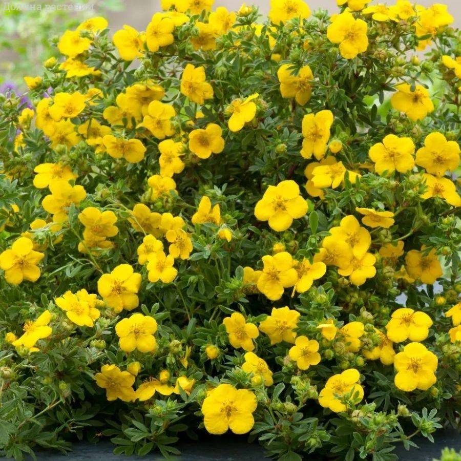 Лапчатка кустарниковая Голдстар, С3 - Dolinasad.by