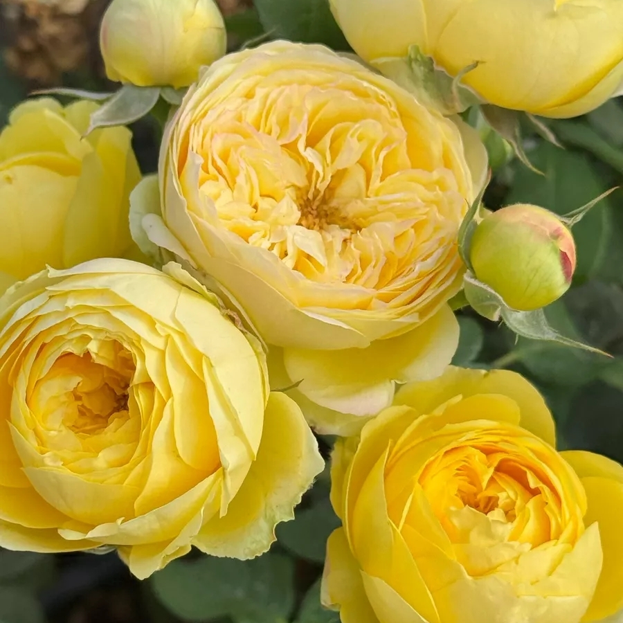 Роза Каталина - Dolinasad.by