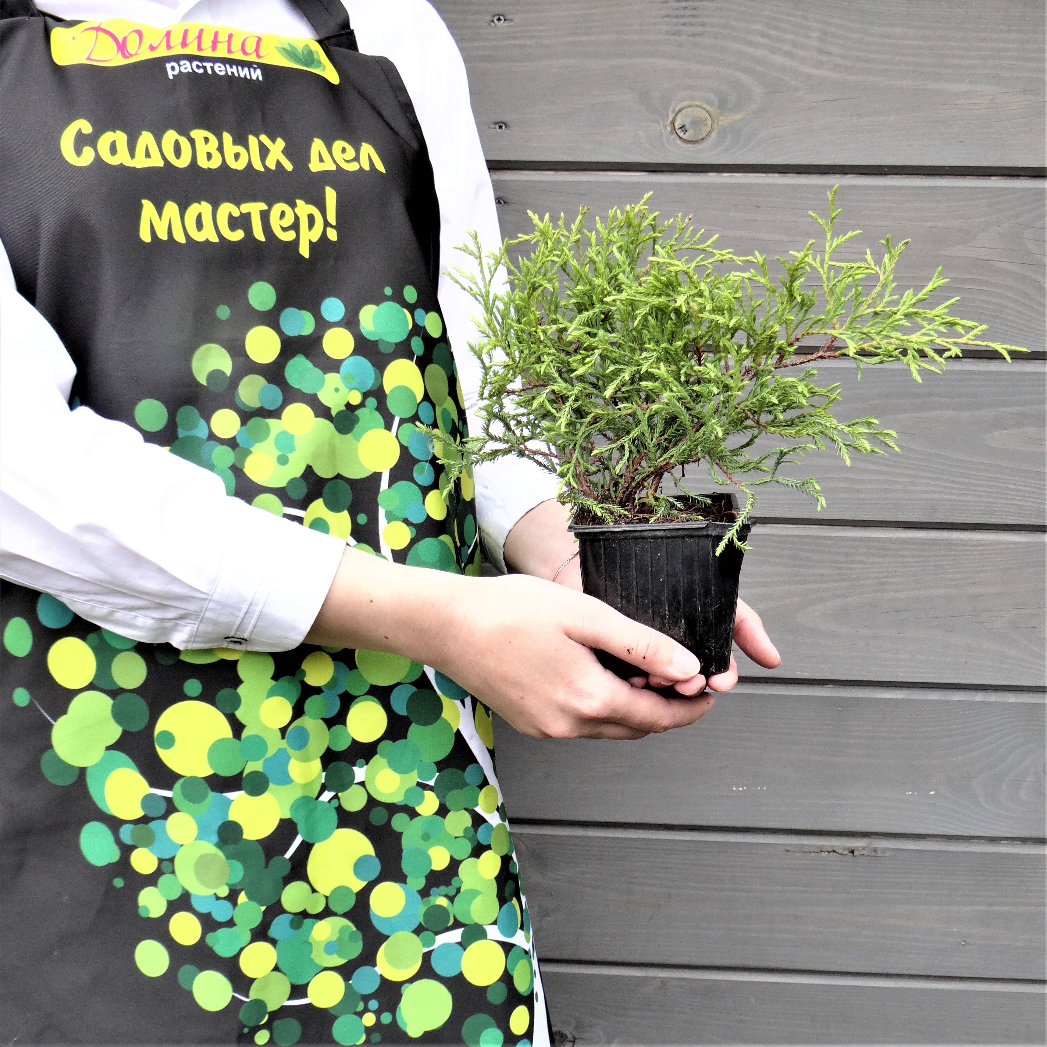 Туя западная Мистер Боулинг Болл, С2 - Dolinasad.by