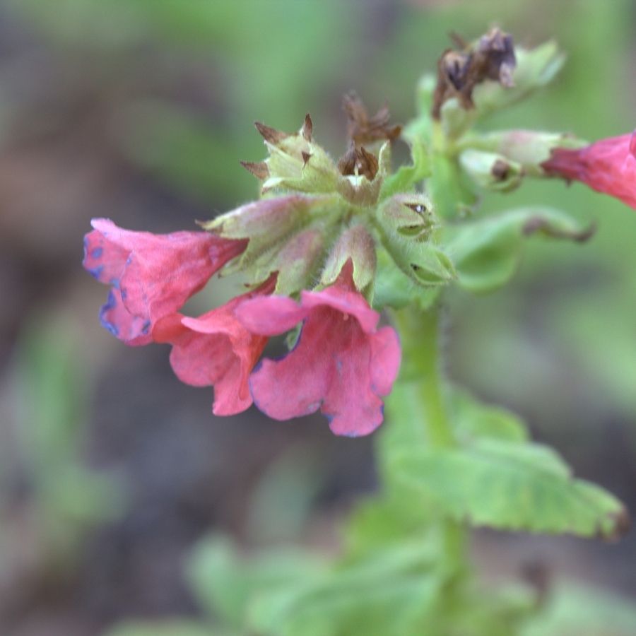 Медуница красная Бовлес Ред - Dolinasad.by