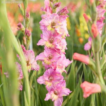 Гладиолус Хэппи Диско - Dolinasad.by