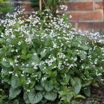 Бруннера крупнолистная Мистер Морс - Dolinasad.by