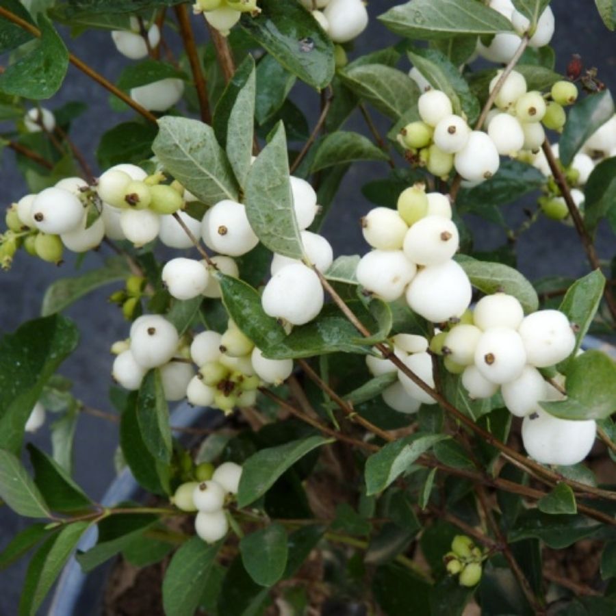 Снежноягодник  Вайт Хедж, С2 - Dolinasad.by