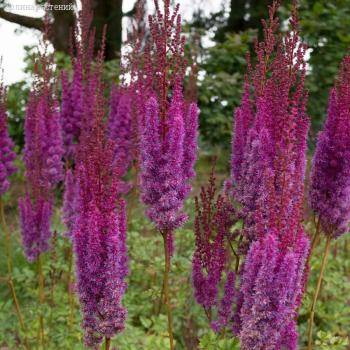 Астильба китайская Пурпуркерце - Dolinasad.by