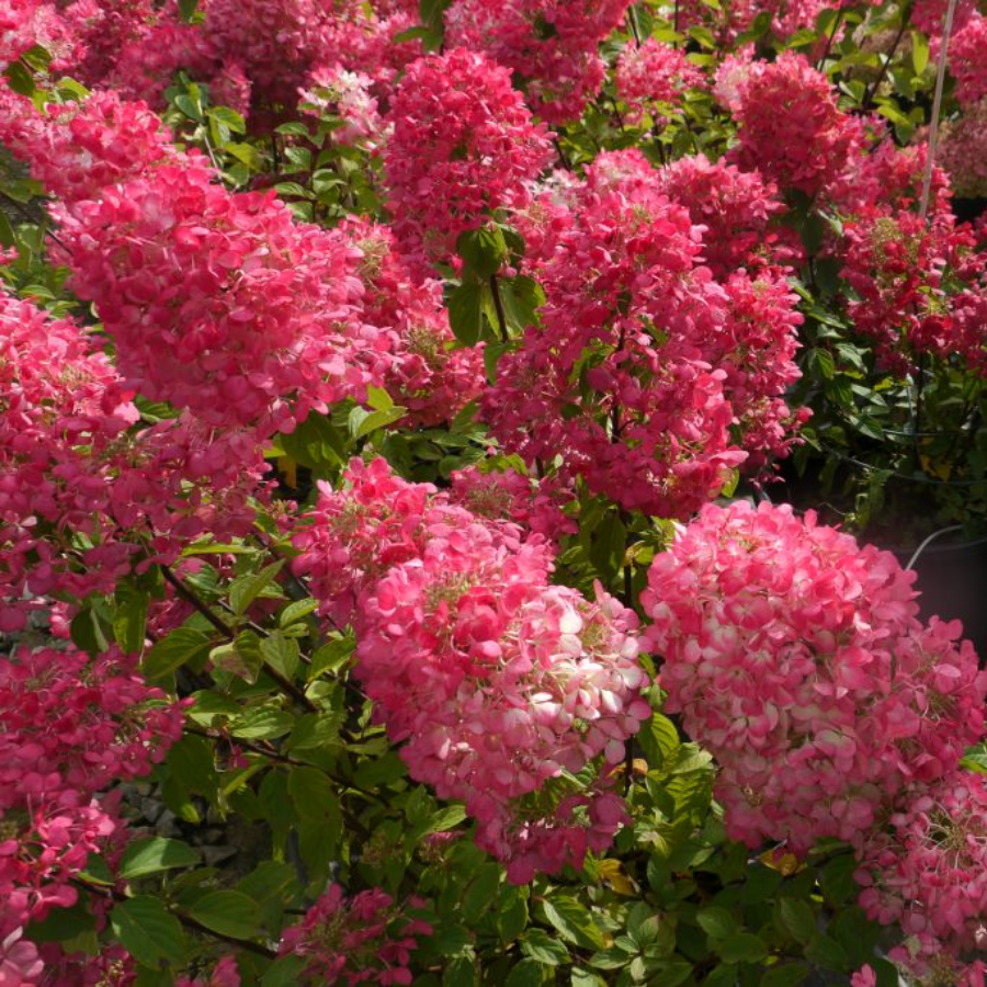Гортензия метельчатая Расберри Пинк, С2 - Dolinasad.by