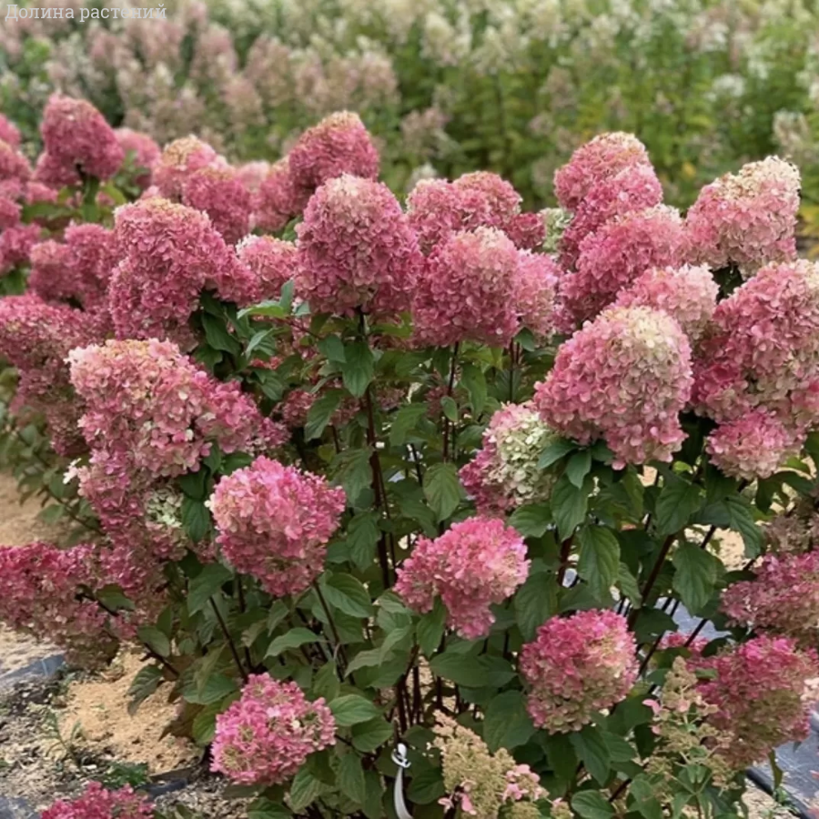Гортензия метельчатая Краса Лесково, С2 - Dolinasad.by