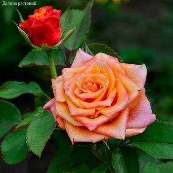 Роза Черри Бренди в горшке - Dolinasad.by