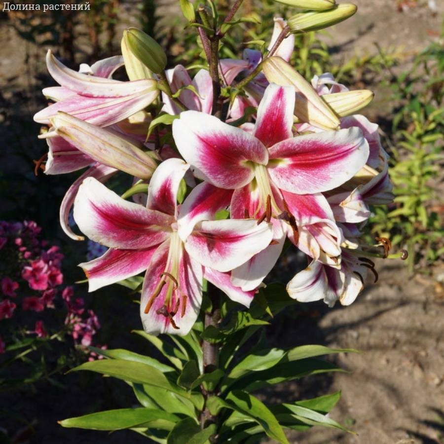 Лилия Кэнди Клаб - Dolinasad.by