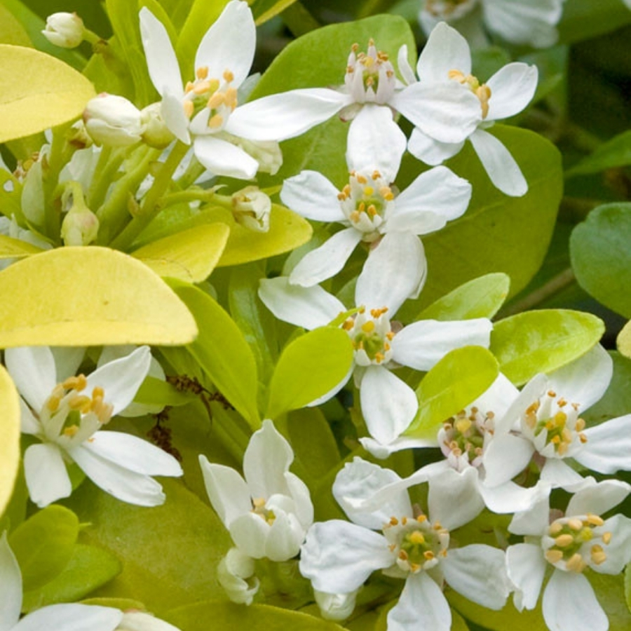 Шуазия троичатая Голдфингер - Dolinasad.by