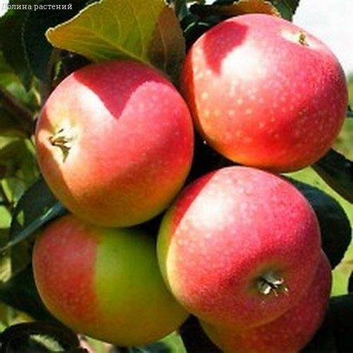 Купить саженцы летней яблони Елена почтой по Минску или Беларуси
