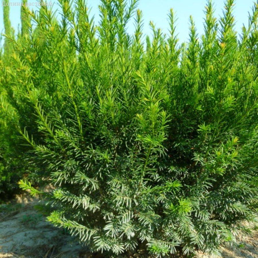 Тис средний Гроенланд, С3 - Dolinasad.by