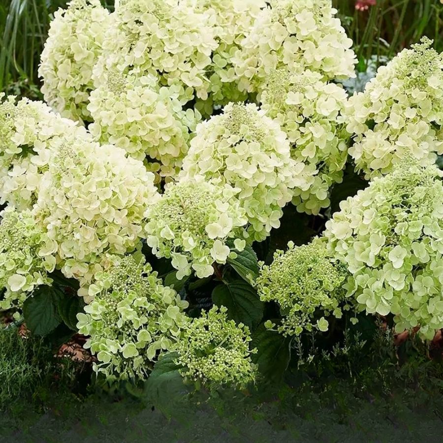 Гортензия метельчатая Би Хеппи, С2 - Dolinasad.by