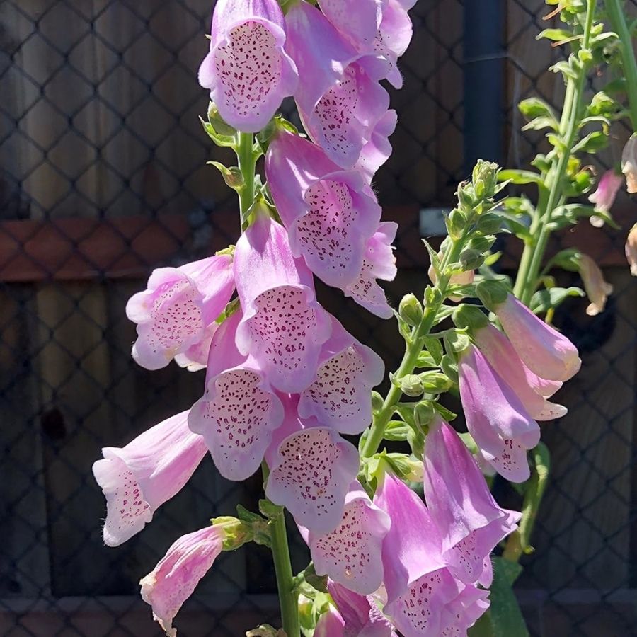 Наперстянка пурпурная Виртуоза Лавендер - Dolinasad.by