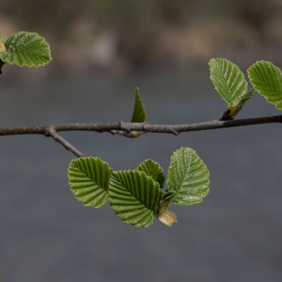 Ольха серая, С3 - Dolinasad.by