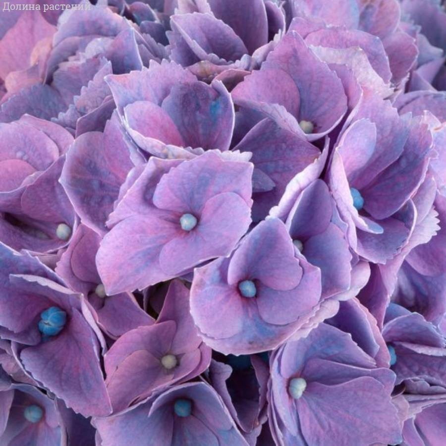 Гортензия крупнолистная Хай Кэнэл Гортензия крупнолистная Хай Кэнэл - Dolinasad.by