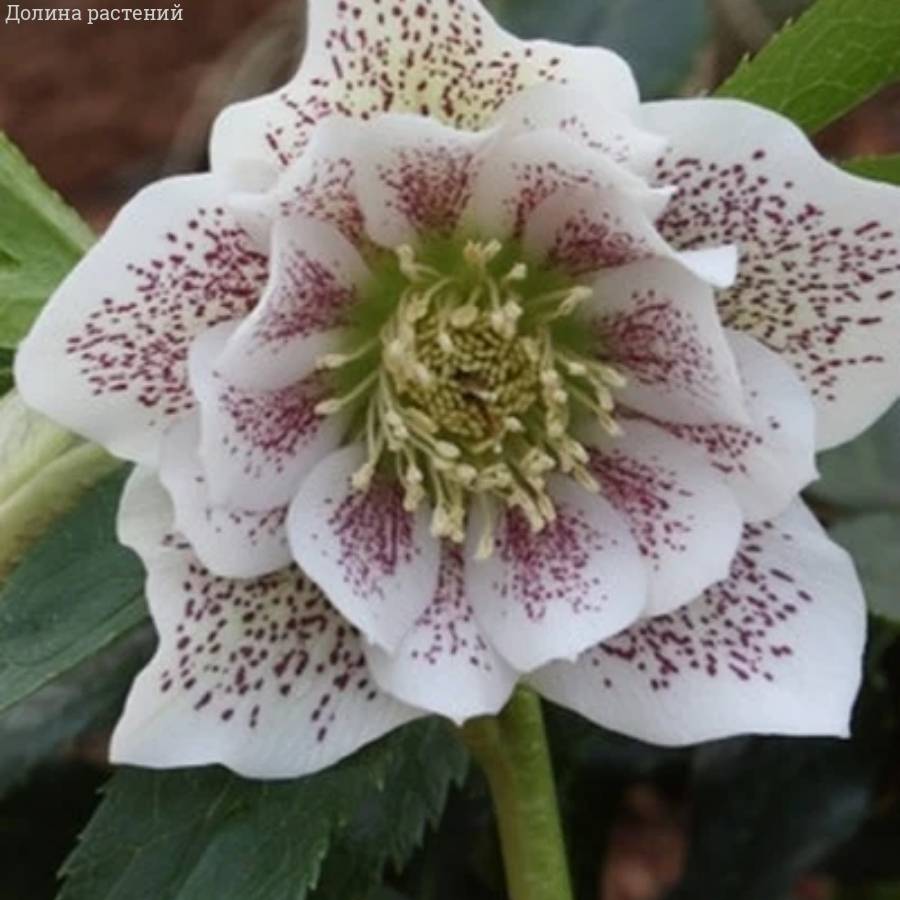 Морозник Дубль Вайт Спот - Dolinasad.by