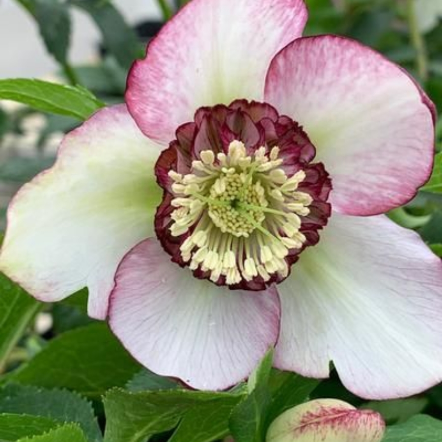 Морозник Анемон Пикоти Ред - Dolinasad.by