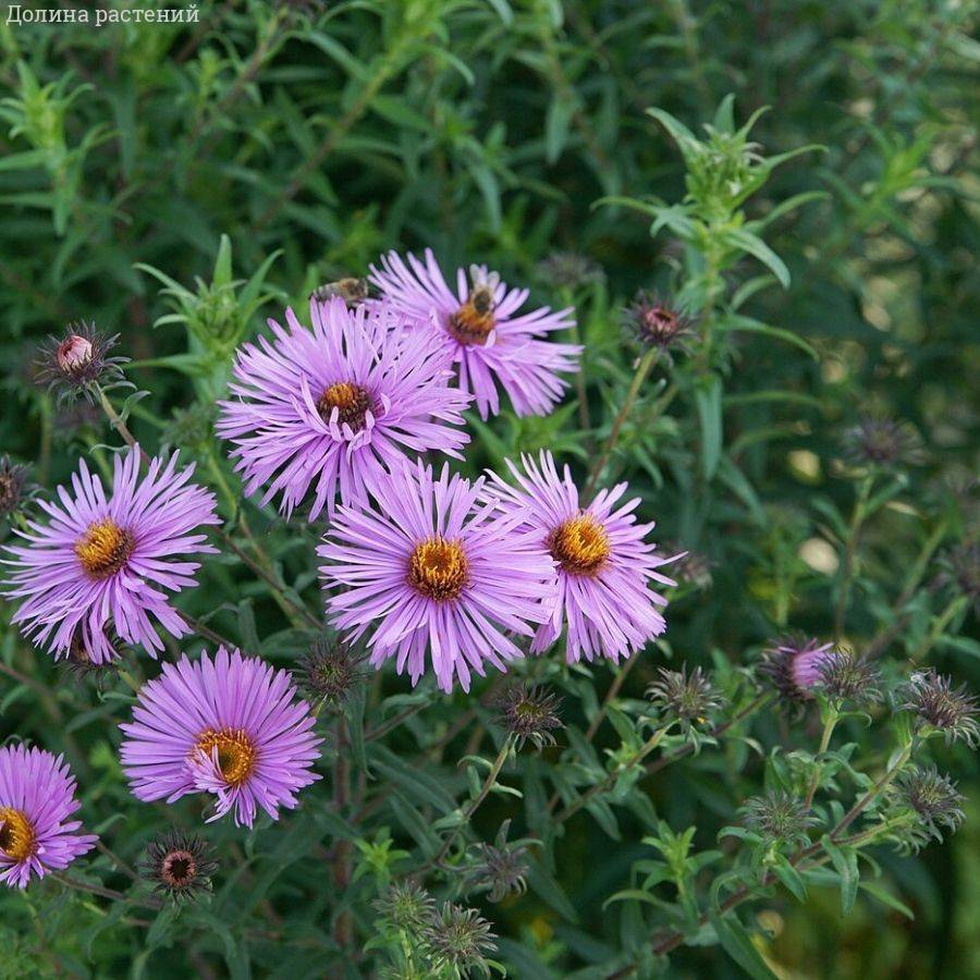 Астра новоанглийская Барс Пинк - Dolinasad.by