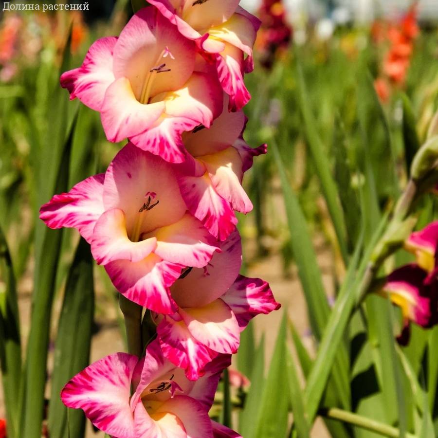Гладиолус Тедс Трамп - Dolinasad.by