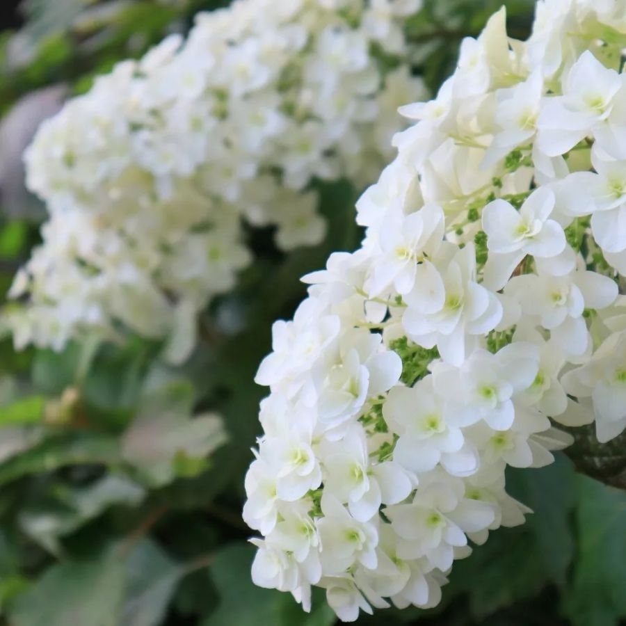 Гортензия дуболистная Сноу Квин, С2 - Dolinasad.by