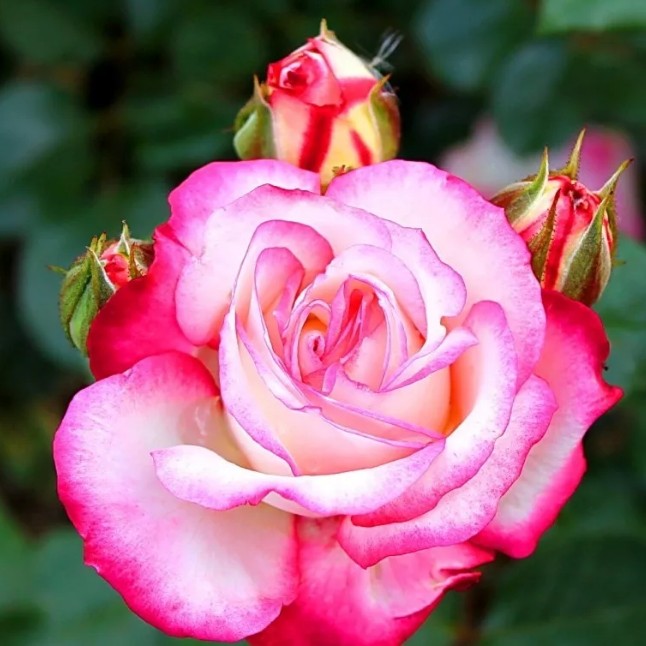 Роза Хайлендер в горшке - Dolinasad.by