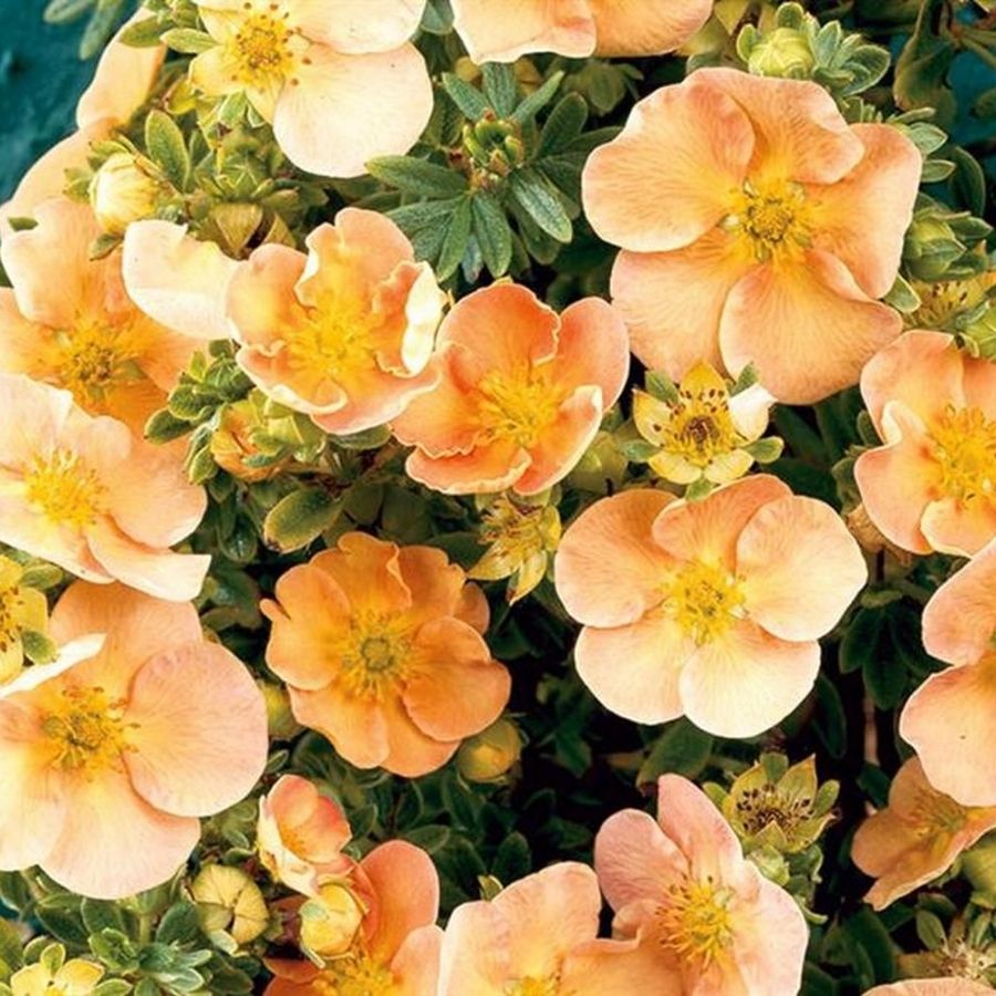 Лапчатка Дэйдон, С3 - Dolinasad.by