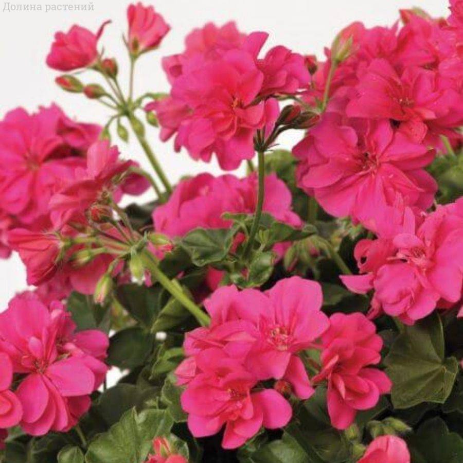 Пеларгония ампельная Санфлорис Пинк - Dolinasad.by